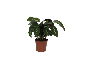 Calathea Maui Queen - 35 cm - Ø12cm